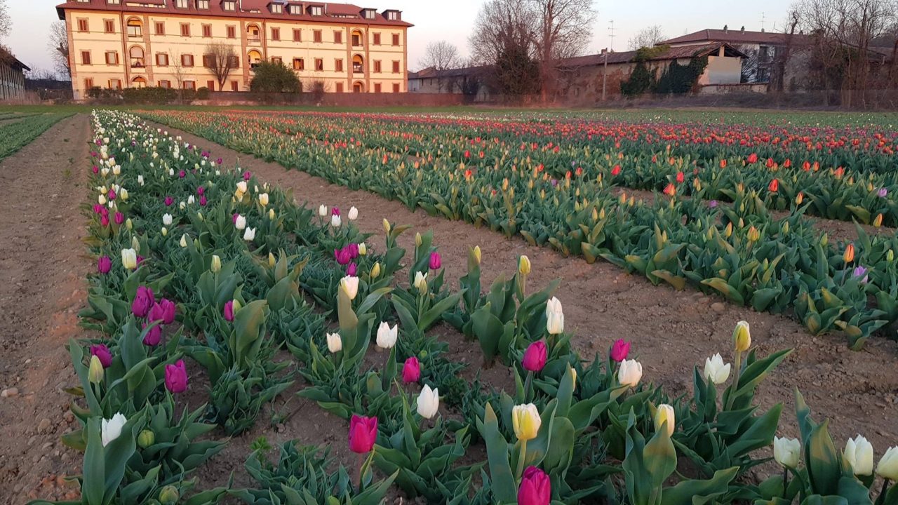 Il campo dei tulipani prossimo all’apertura