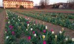 Il campo dei tulipani prossimo all'apertura