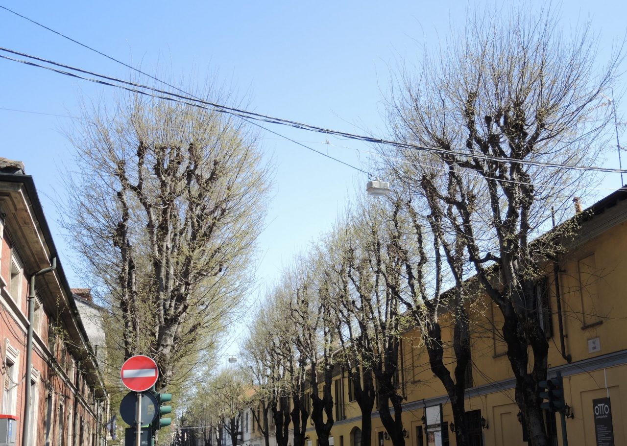 “Vogliamo ripiantare gli alberi, la mozione è senza valore”
