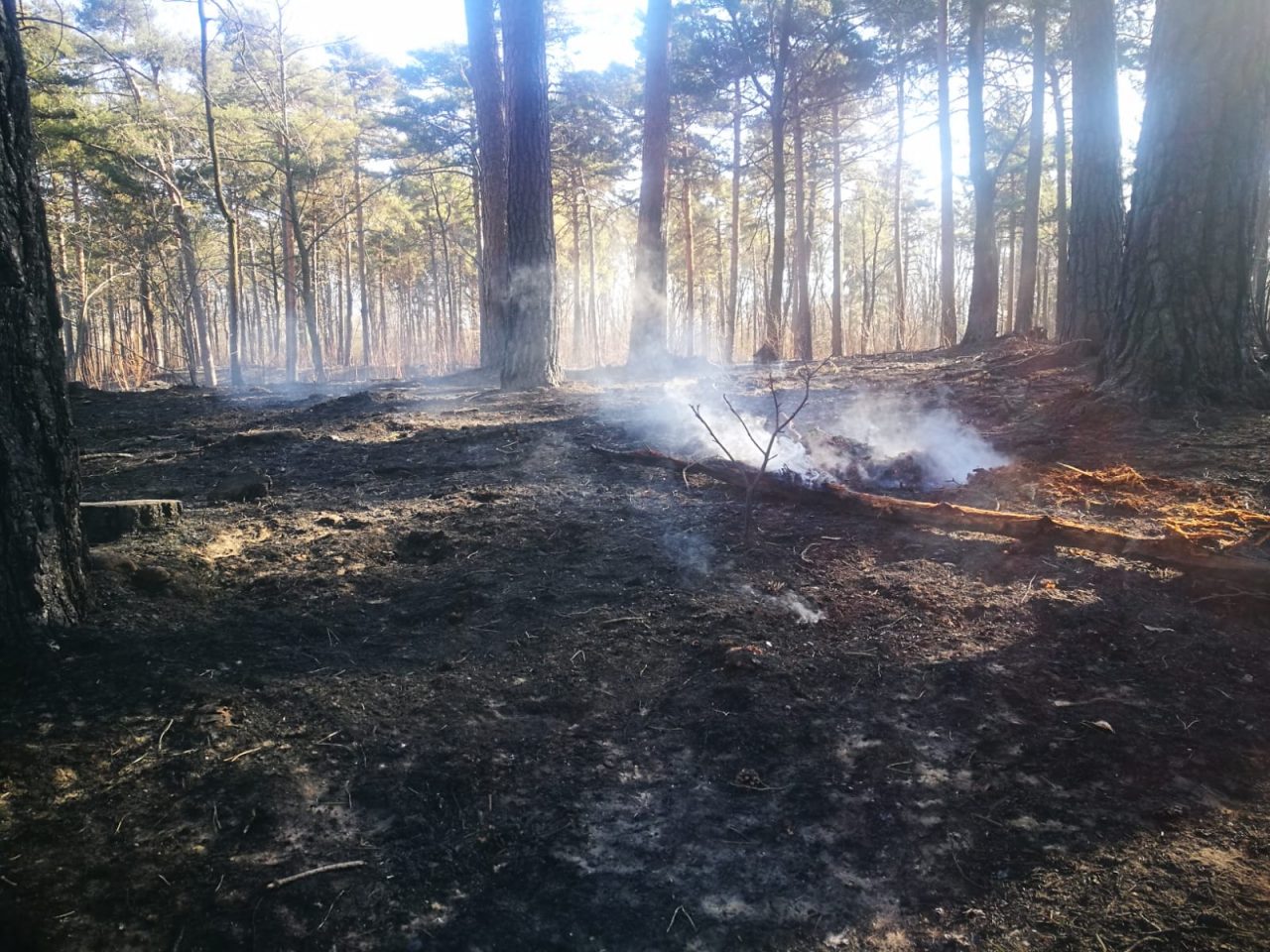 Incendio nei boschi Abbiate, fuoco domato ma non cala l’attenzione