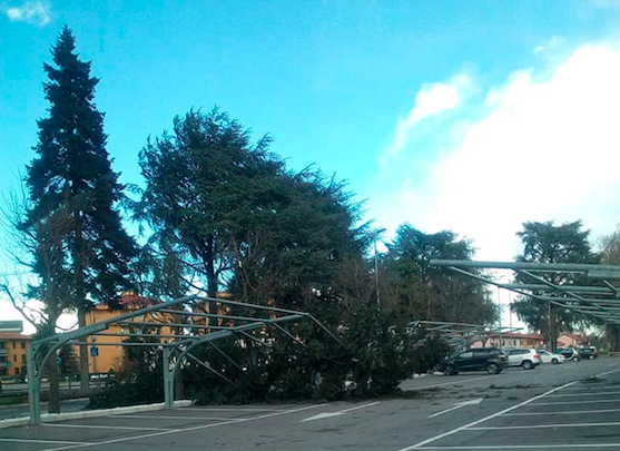 Vento forte: cade un albero a Cornaredo FOTO