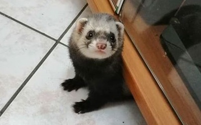 Furetto scomparso, “Aiutatemi a trovarlo, forse qualcuno l’ha preso” FOTO