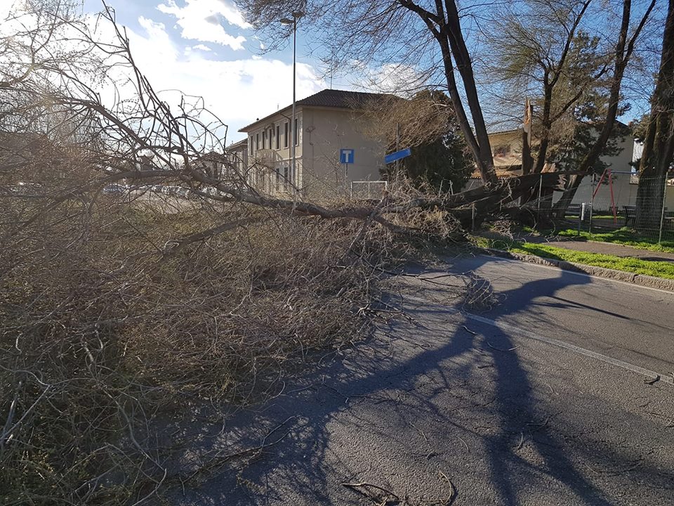 Cade un pianta, strada bloccata a Magenta