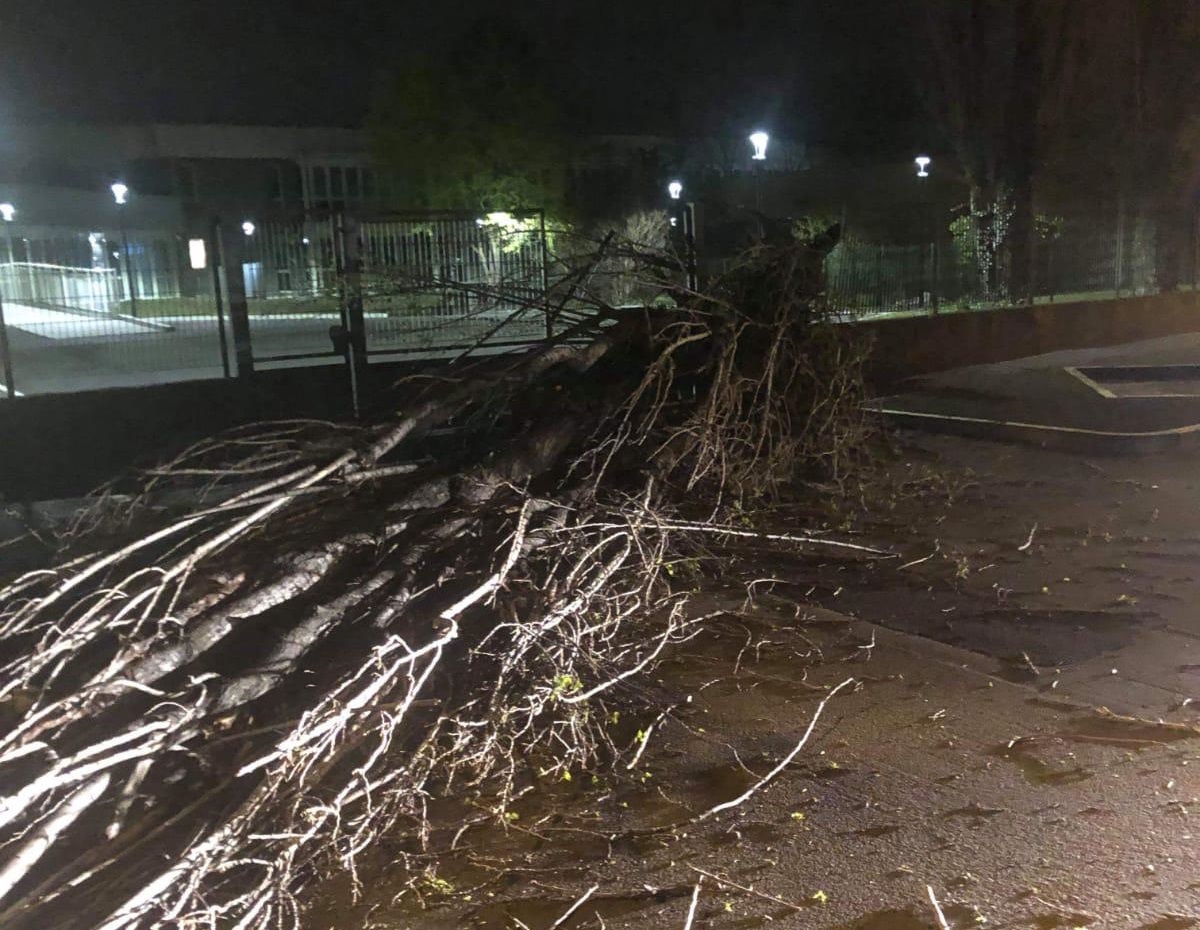 Albero crolla sulla recinzione della scuola elementare FOTO