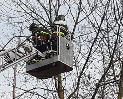 Piccione salvato dai Vigili del fuoco