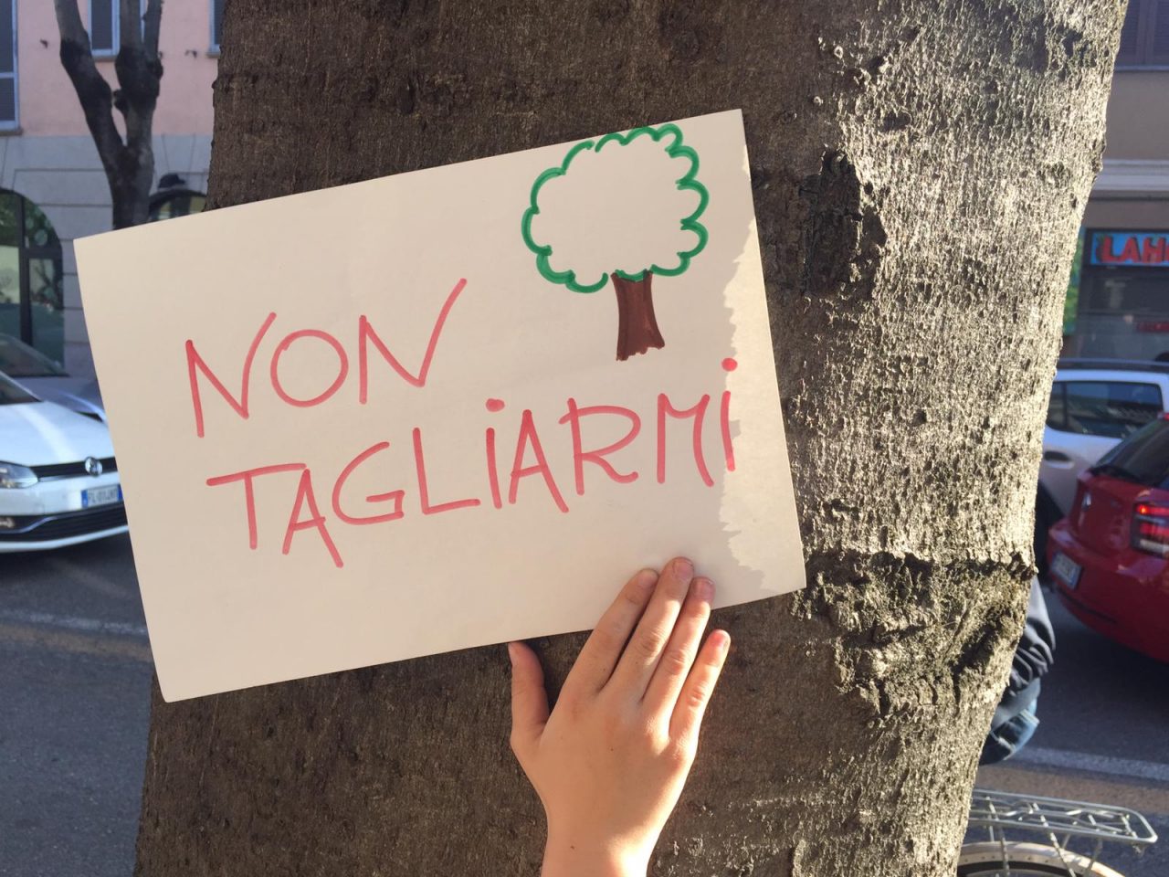 Via Roma: il Tar sospende il taglio degli alberi
