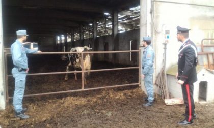 Sequestrate dai carabinieri le mucche di Cassina de’ Pecchi