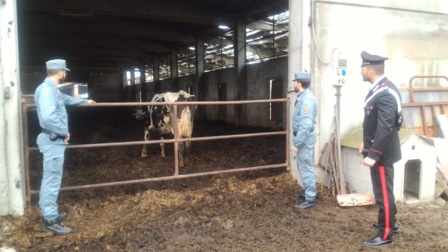 Sequestrate dai carabinieri le mucche di Cassina de’ Pecchi