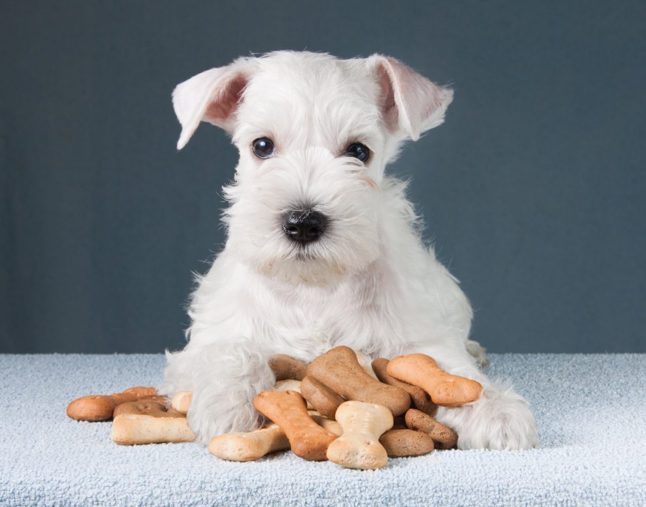 Snack per cani: i premi migliori e più salutari per i nostri amici a 4 zampe