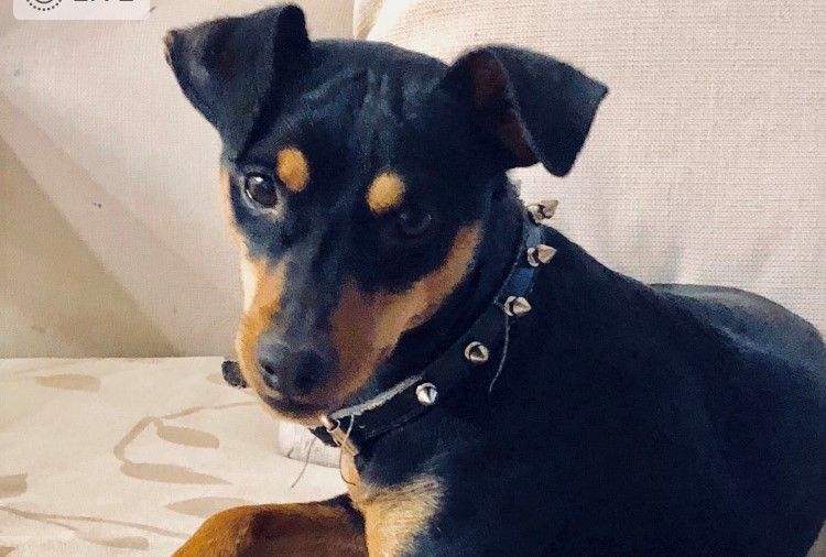 Morte violenta per il cane della consigliera legnanese Farina