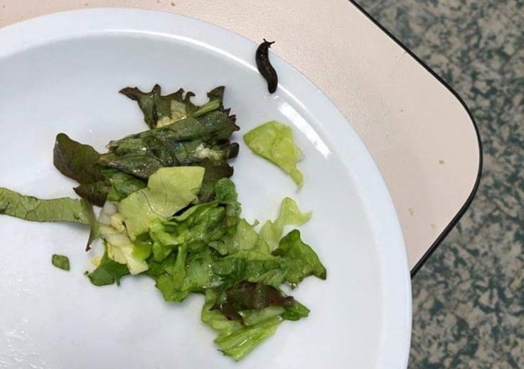Lumaca nell’insalata della mensa, scoppia la polemica