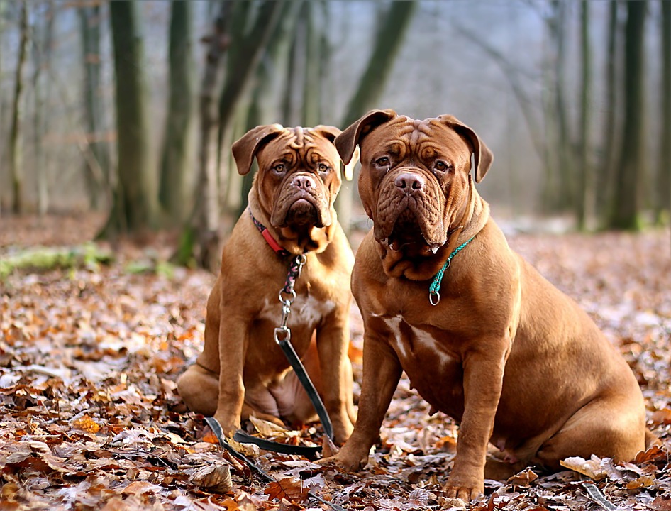 Ubriaco tenta di introdursi in una villetta per rubare: bloccato da due cani
