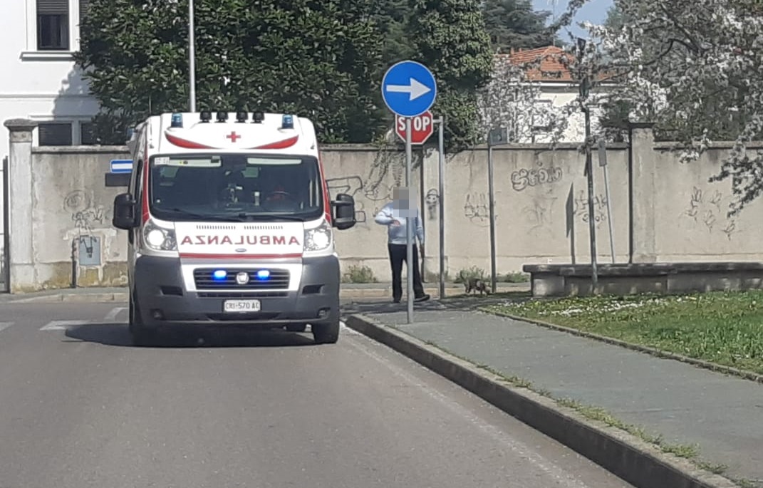 Bimbo di 2 anni aggredito da un cane, paura al parchetto