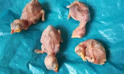 Albairate, nido di rondine preso a sassate: morti i 4 piccoli