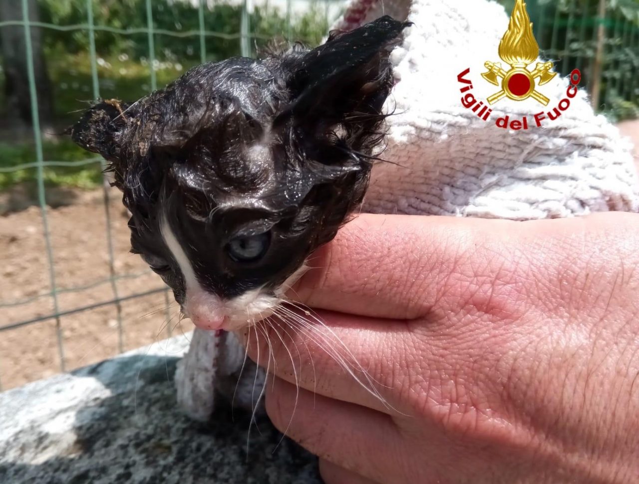 Garbagnate, salvato gattino incastrato nel tubo di scarico. FOTO