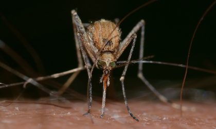 Lotta alle zanzare portatrici di malattie: Saronno in prima linea