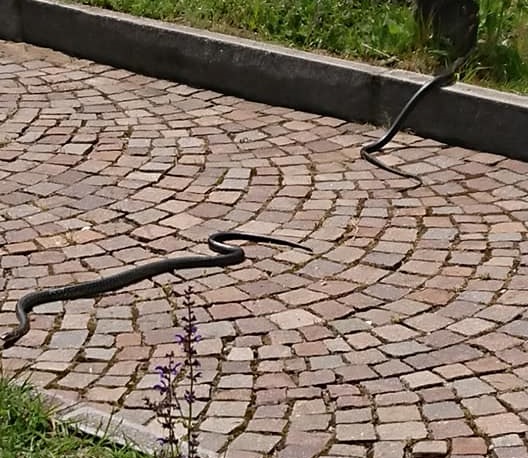 Serpenti al cimitero vanno a spasso tra le tombe