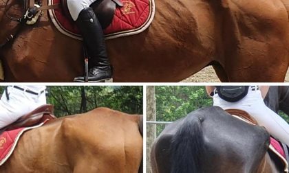 Cavalli denutriti costretti a correre: nel mirino il Centro Ippico di Gornate Olona FOTO