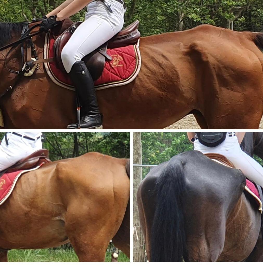 Cavalli denutriti costretti a correre: nel mirino il Centro Ippico di Gornate Olona FOTO