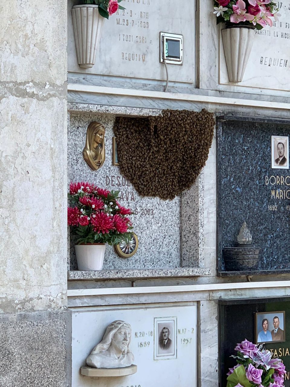 Il cimitero di Arese invaso dalle api