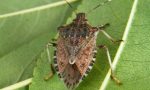 Cimice asiatica: la Regione vuol combatterla con l’aiuto di insetti “lombardi”
