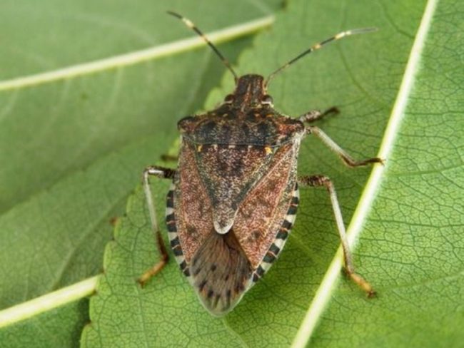 Cimice asiatica: la Regione vuol combatterla con l’aiuto di insetti “lombardi”