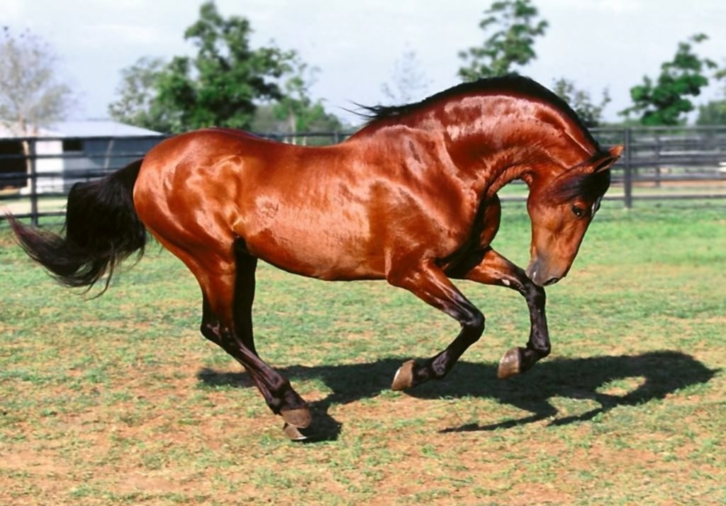Caduta da cavallo, finisce in ospedale
