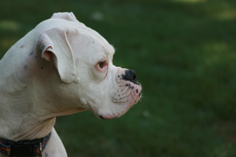 Abbandona il cane in auto al caldo: denunciato 29enne