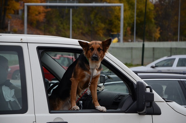 Abbandona il cane in auto per più di un’ora: giovane denunciata e multata