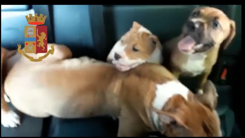 Cani pitbull chiusi in balcone usati per proteggere la droga