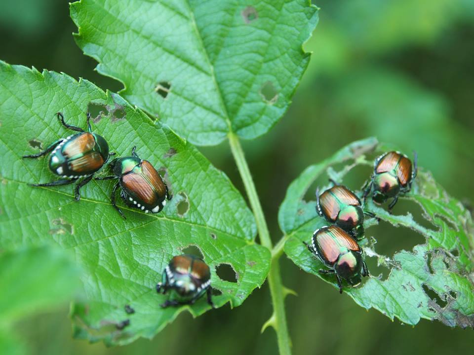Popillia Japonica anche a Saronno, ecco come fermarla