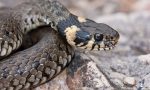 Serpente in un ripostiglio a Locate, liberato