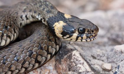 Serpente in un ripostiglio a Locate, liberato