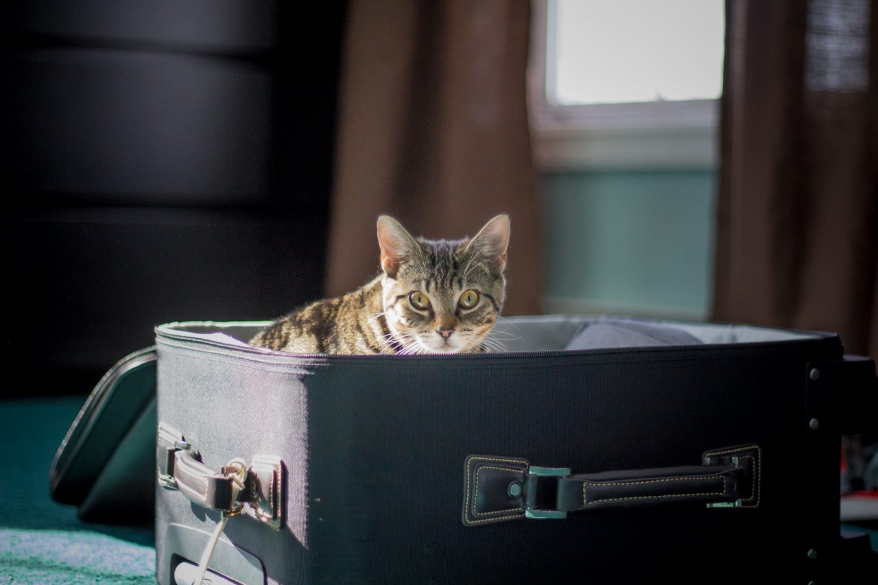 Viaggiare con gli animali, le cose da sapere