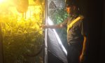 Piantagione di marijuana in casa: arrestato 34enne