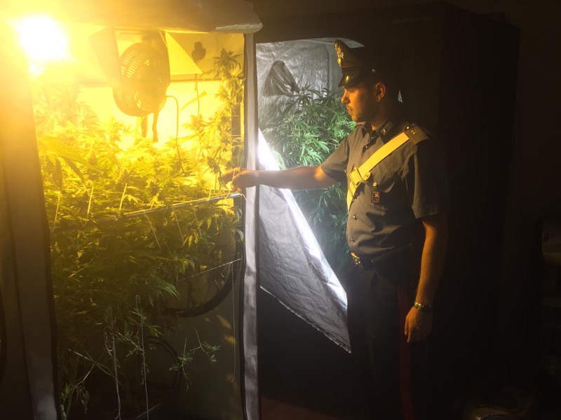 Scoperta piantagione di marijuana a Carnago