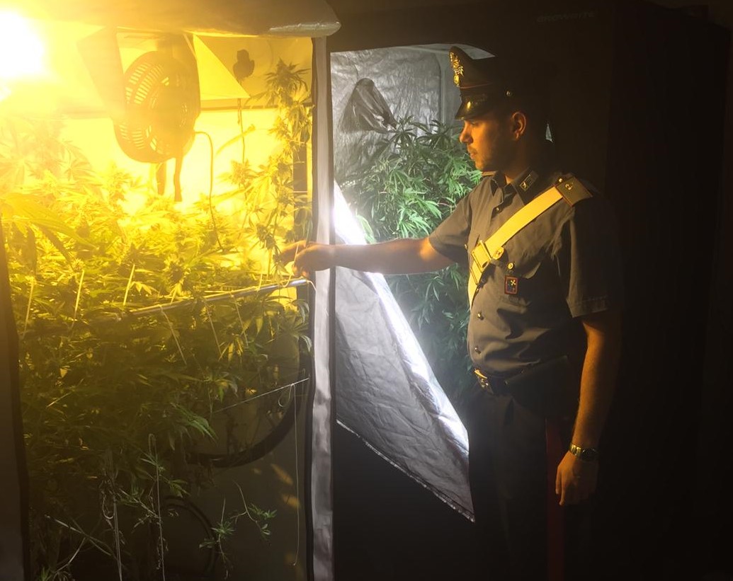 Piantagione di marijuana in casa: arrestato 34enne
