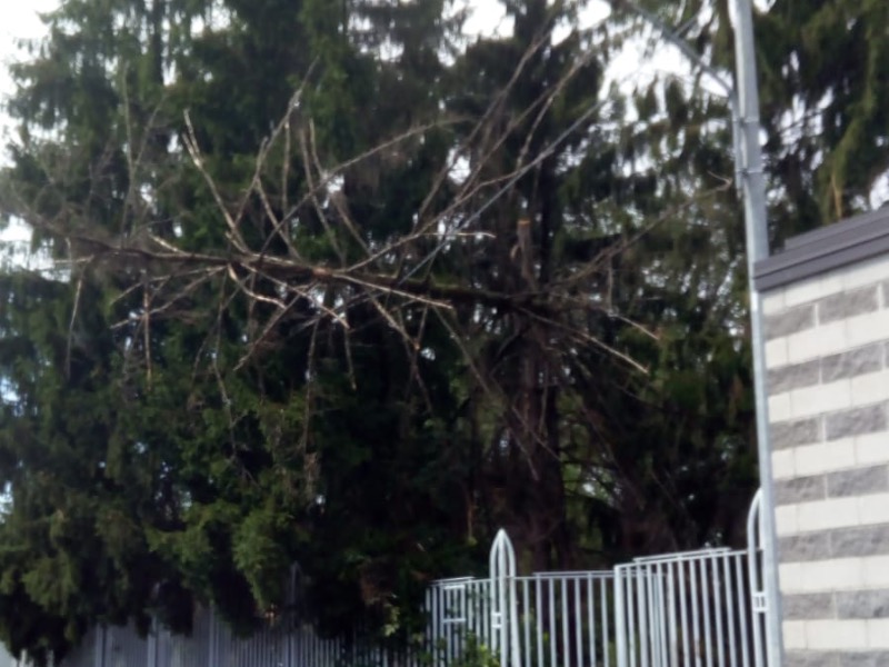 Albero pericolante a San Vittore Olona dopo il maltempo
