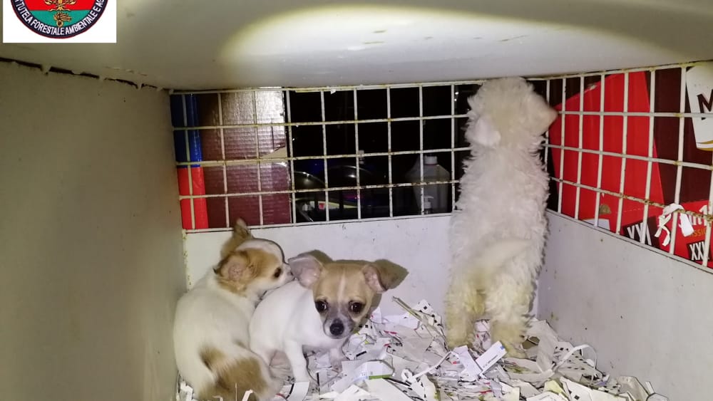 Trasporto illecito di animali fermato dalla Polizia