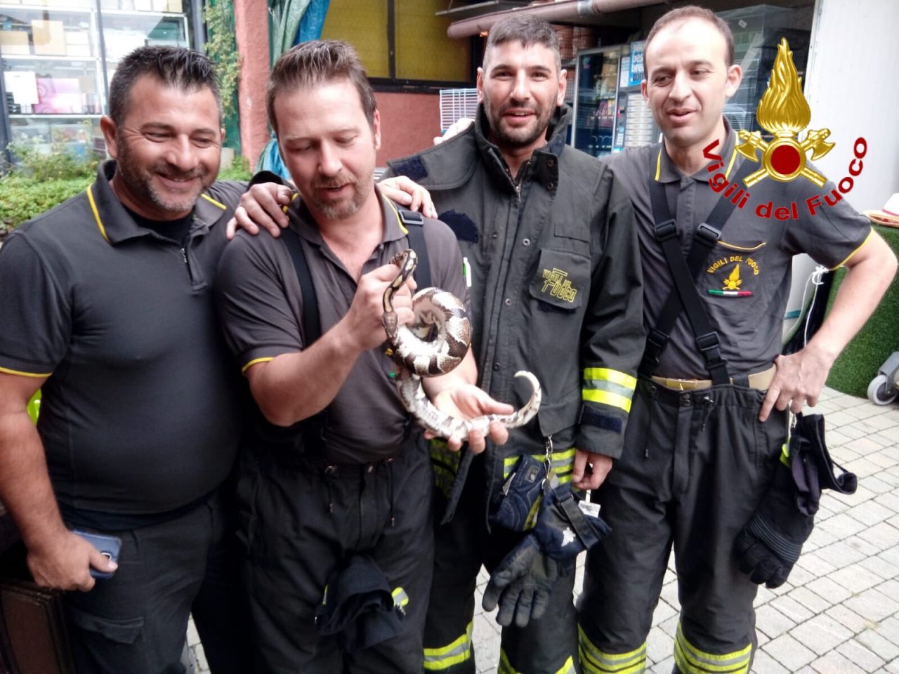 Un pitone reale a spasso per Lozza FOTO