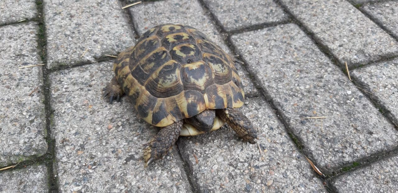 Tartaruga senza microchip ad Arese: comprata illegalmente?