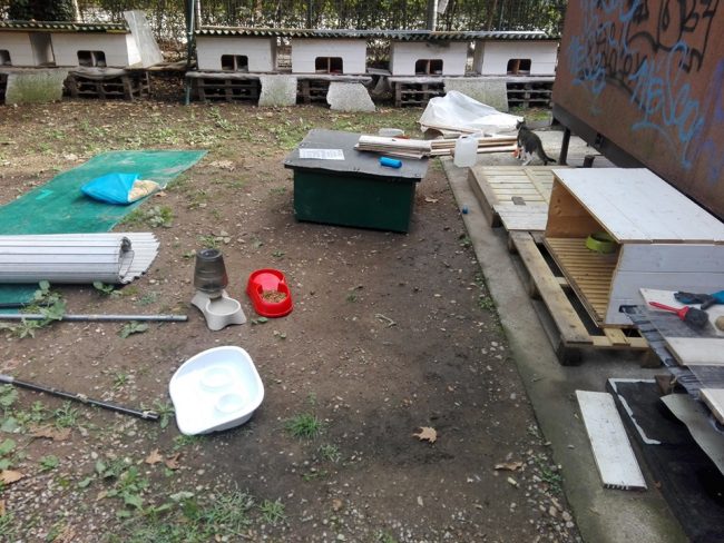 Gatti ammazzati a Bareggio: AIDAA mette una taglia da 1000 euro