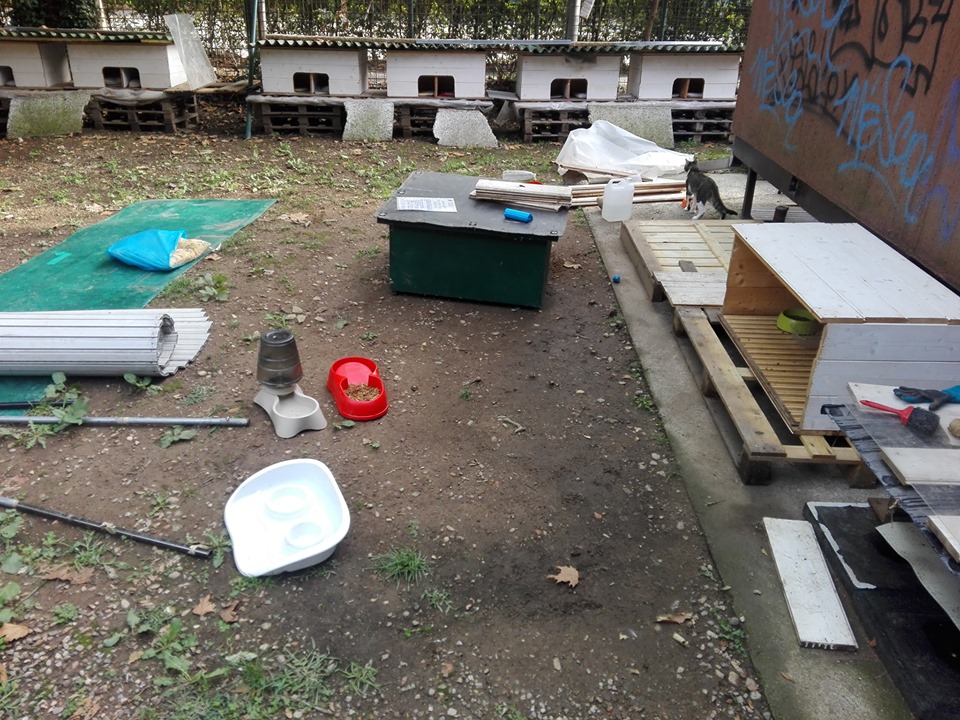 Gatti ammazzati alla colonia felina di Bareggio