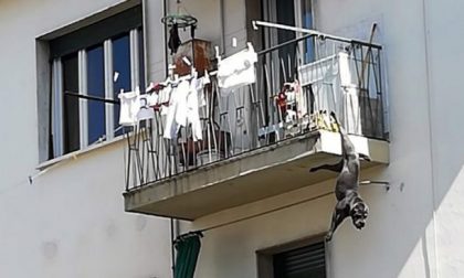 Cane rimane appeso per una zampa al balcone: salvo per miracolo FOTO