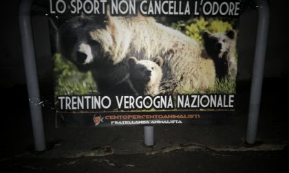 "L'orso M49 è stato ucciso in Trentino": blitz degli animalisti a Legnano FOTO