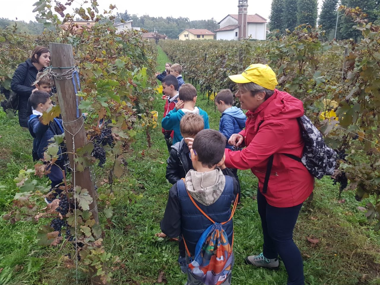 vendemmia record a tradate