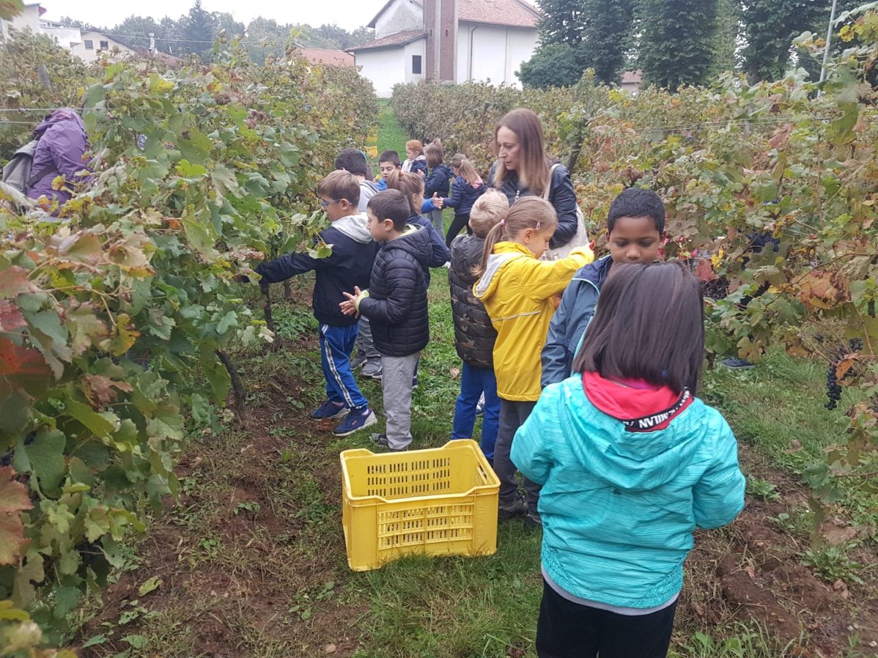 vendemmia record a tradate