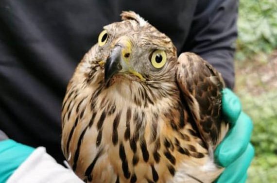 Giovane rapace ferito recuperato dall’Enpa: ora è al CRAS di Vanzago