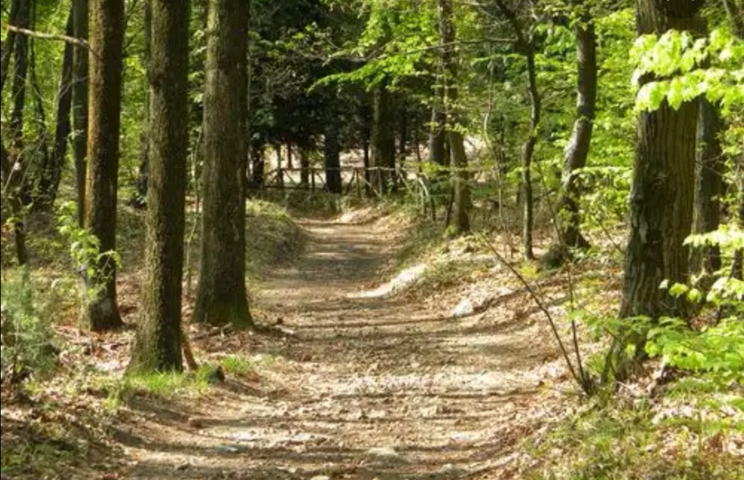 Cade nel bosco, donna ritrovata da soccorritori e pompieri