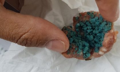 Cane avvelenato, il Comune lancia l'appello